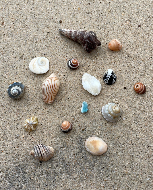 Sea Glass & Shells